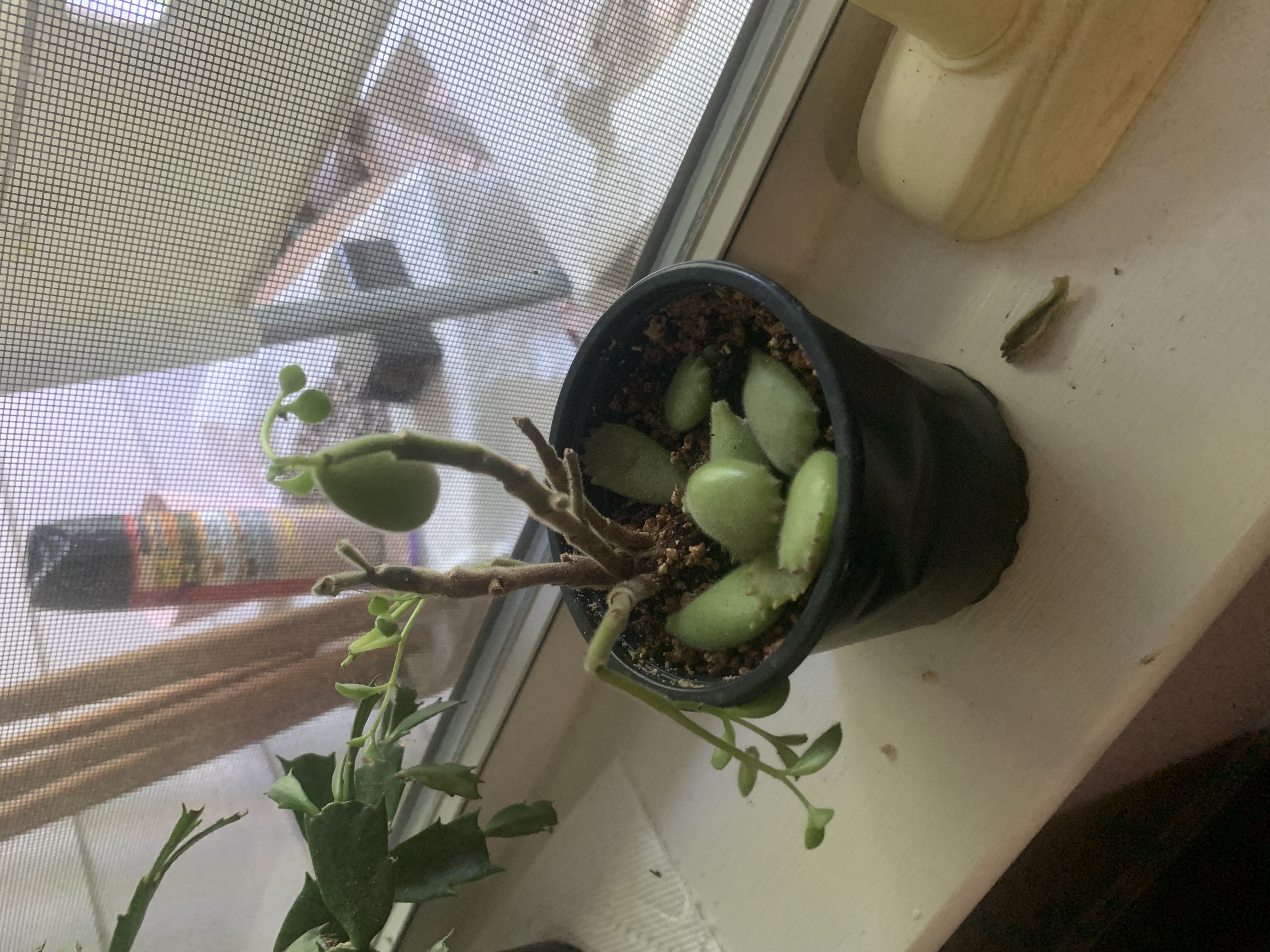 Keep Your Cotyledon &lsquo;Silver Crown&rsquo; Alive: Light, Water & Care Instructions