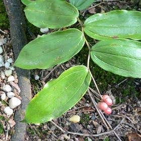 Photo of the plant species Maianthemum Racemosum by @FirstMayten named Elina on Greg, the plant care app