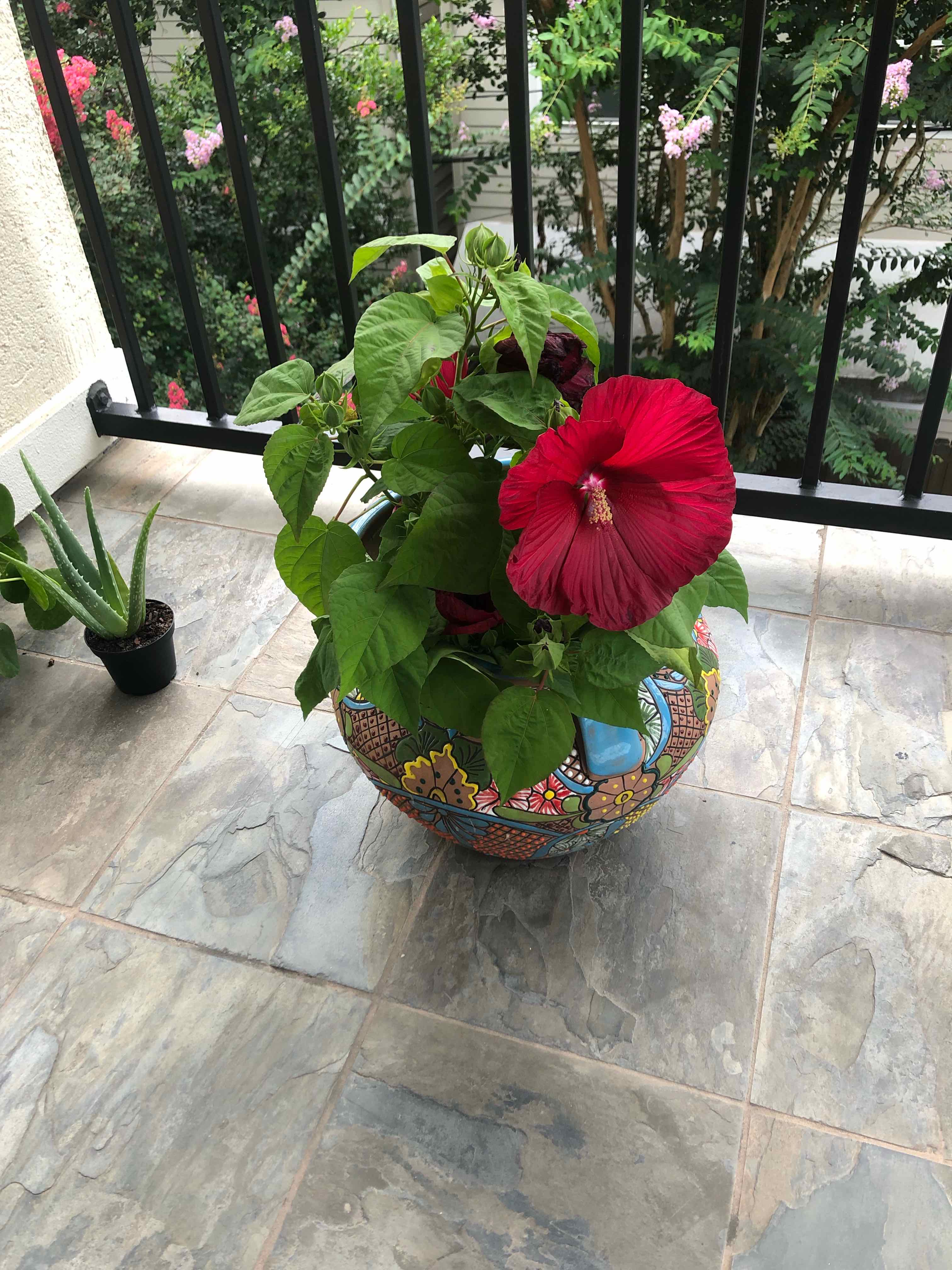 Potted Crimsoneyed Rosemallow plant with vibrant red flowers on a tiled balcony.
