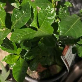 Photo of the plant species Everblooming Gardenia by @ThatAaronGreen named Elle on Greg, the plant care app