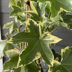 English Ivy plant