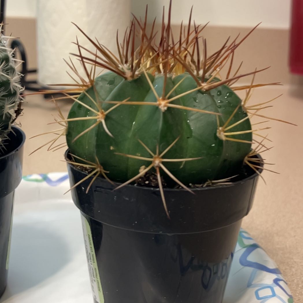 Photo of the plant species Melocactus conoideus by @PeacefulBeans named Leonardo on Greg, the plant care app