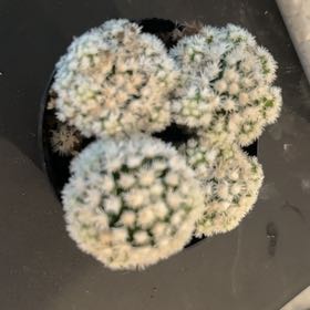 Photo of the plant species Mammiliaria Senilis by @CourageousBroom named Bigleef Smalls on Greg, the plant care app