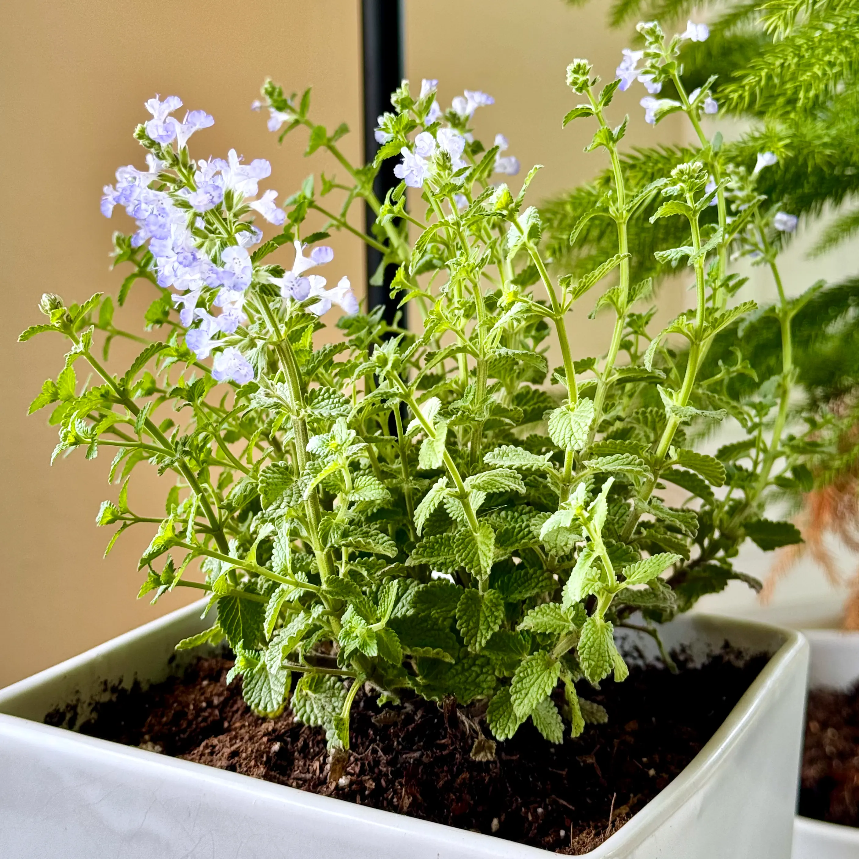 Photo of the plant species Catmint by @comrade_catto named 9th Prince on Greg, the plant care app