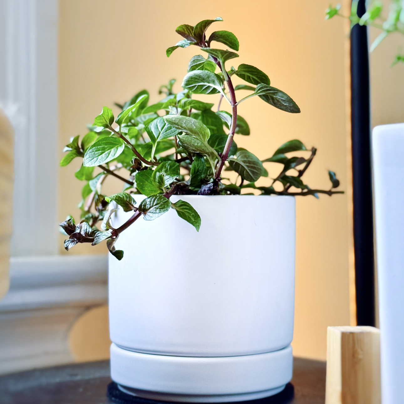Photo of the plant species Chocolate Mint by @comrade_catto named 4th Disciple on Greg, the plant care app