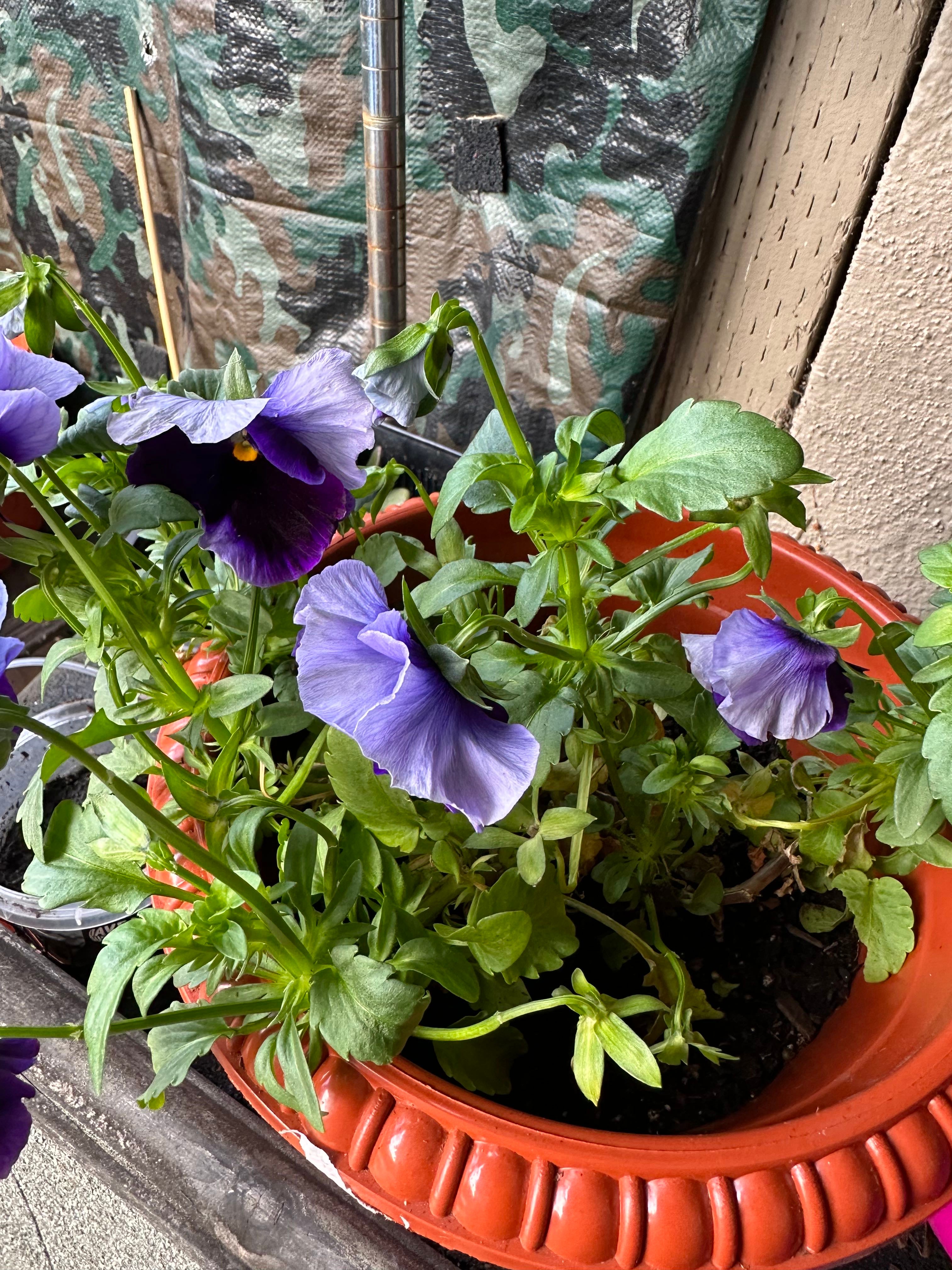 How Often Do I Need to Water My PrimroseLeaf Violet?