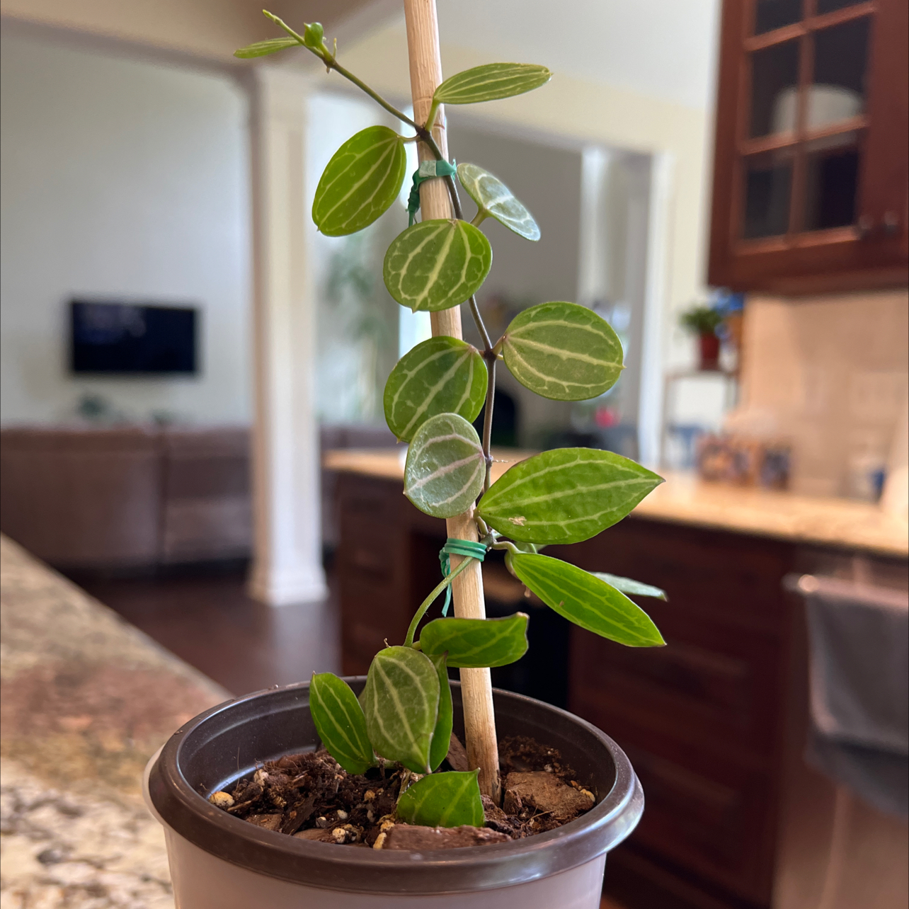 Potted Watermelon Dischidia plant with distinct white-veined leaves, supported by a wooden stick.