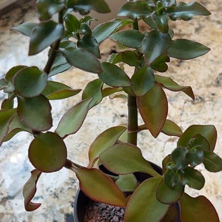 Photo of the plant species Crassula sarmentosa Harv. by @ZenkiPe3ck named Daphne on Greg, the plant care app