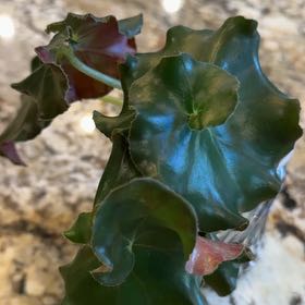 Photo of the plant species Beefsteak Begonia by @ZenkiPe3ck named Remington on Greg, the plant care app