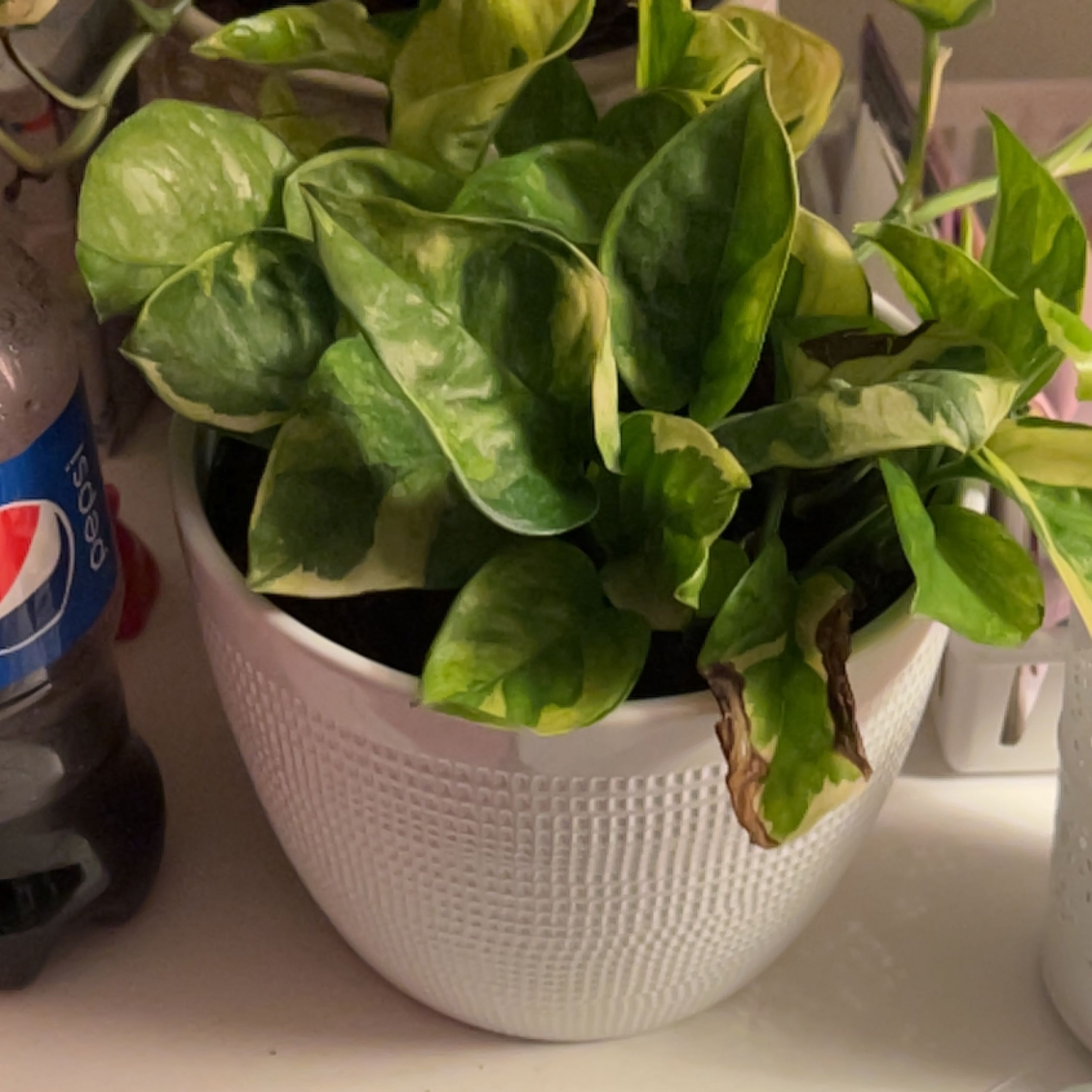 Potted Lemon Meringue Pothos with variegated leaves and some browning edges.
