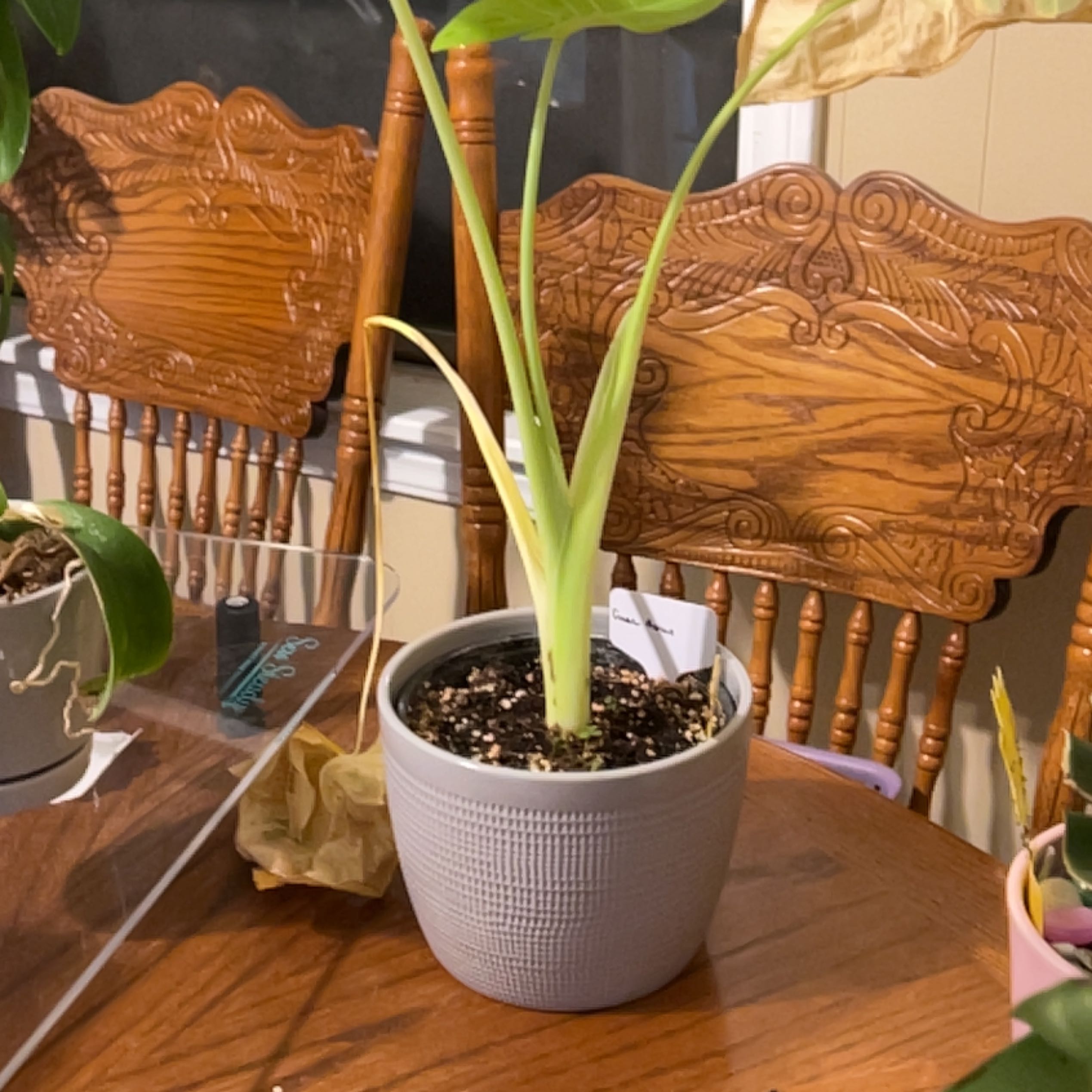Photo of the plant species Lime Zinger Elephant Ear by @EverlastingLace named Lime Zinger on Greg, the plant care app