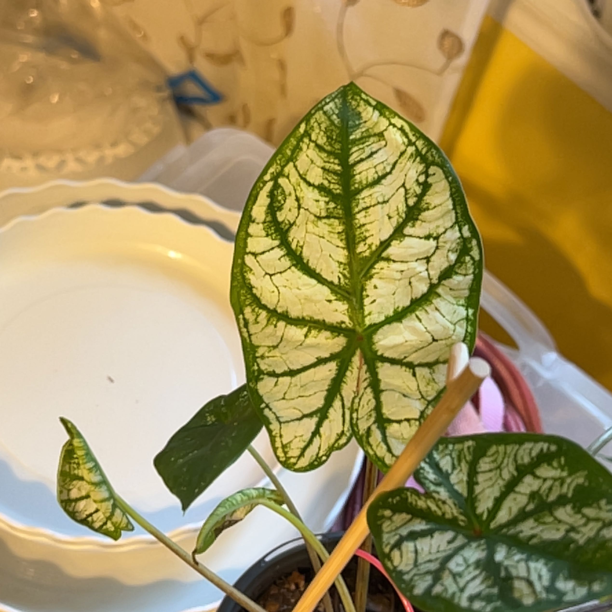Photo of the plant species Angel Wings 'Candidum Junior' by @EverlastingLace named Snow Queen on Greg, the plant care app
