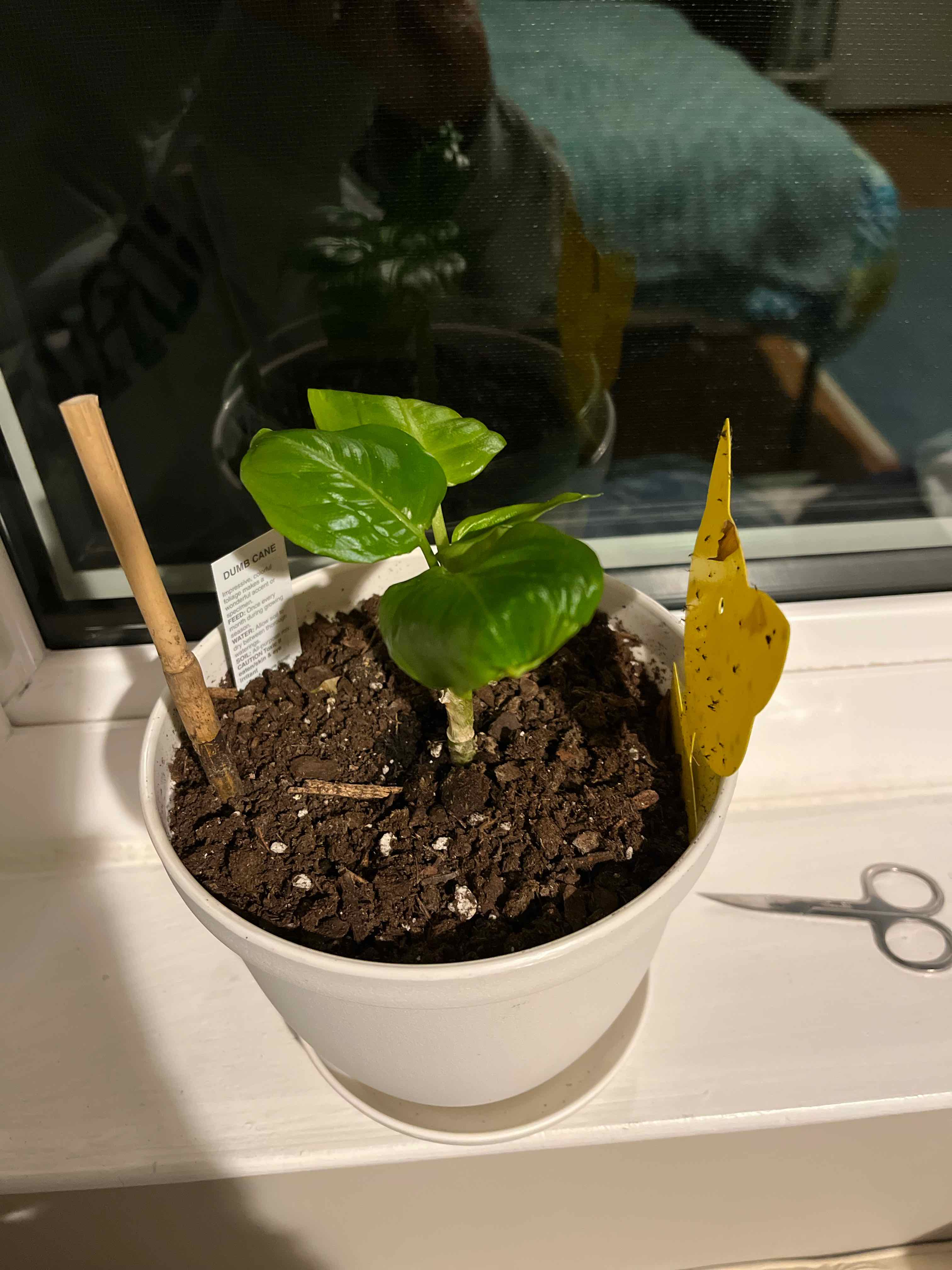 Potted Dumb Cane plant with healthy green leaves on a windowsill, soil visible, yellow sticky trap present.