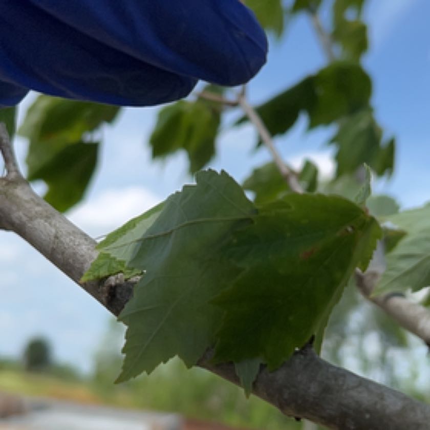Photo of the plant species Tree Morning Glory by @BigShingleoak named Messi on Greg, the plant care app