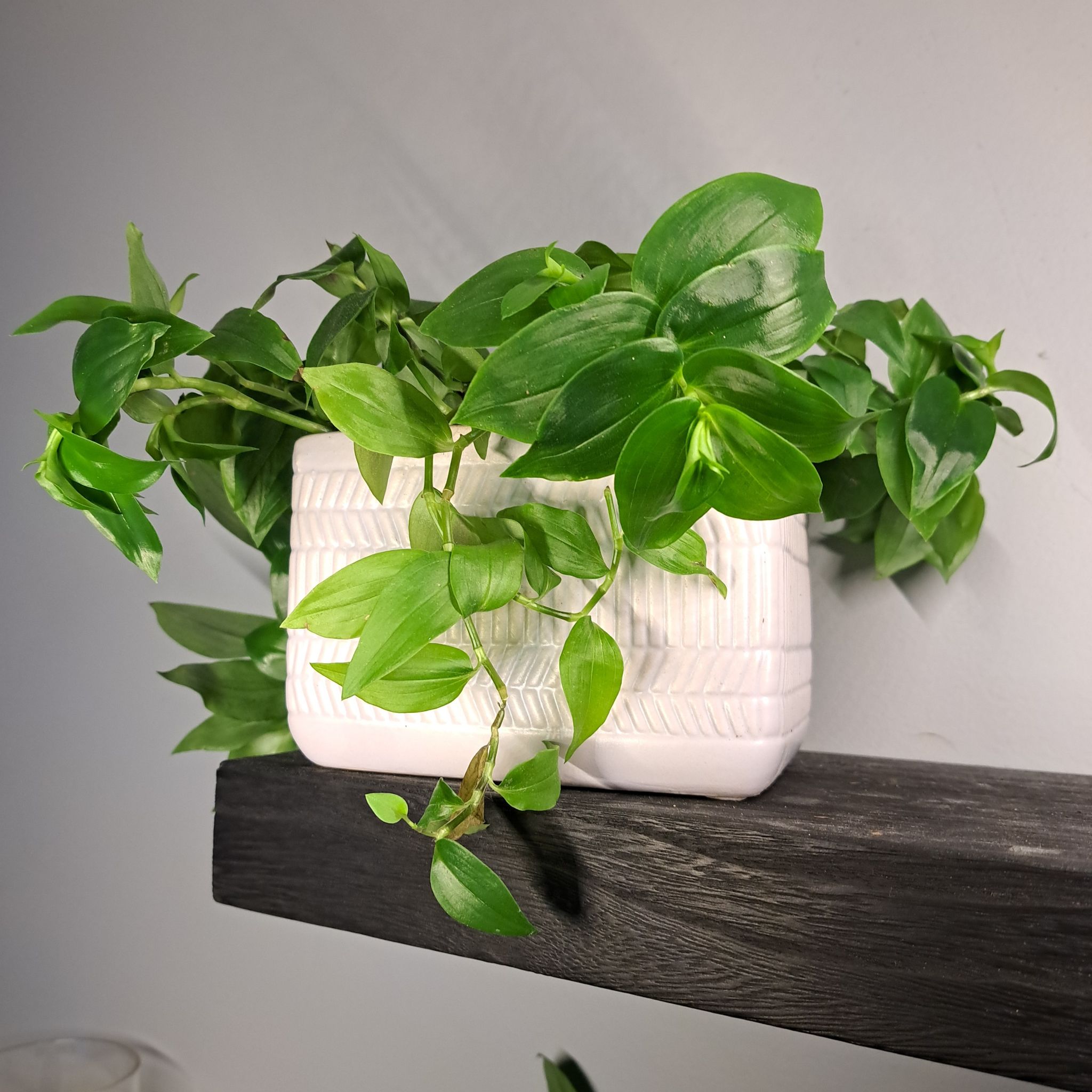 Photo of the plant species Tradescantia Variegation by @TenderPalepuma named Aristotle on Greg, the plant care app