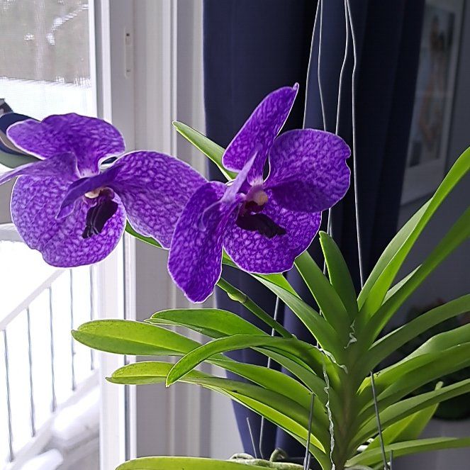 Photo of the plant species Vanda Pachara Delight by @TenderPalepuma named Spike Leaves on Greg, the plant care app