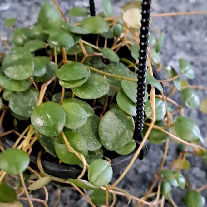 Photo of the plant species Peperomia 'Pepperspot' by @TenderPalepuma named Dax on Greg, the plant care app