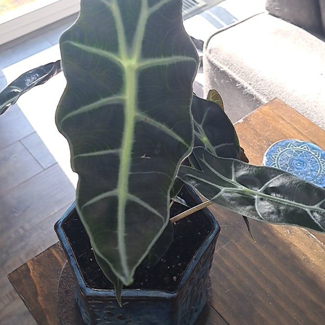 Photo of the plant species bambino arrow plant by @TenderPalepuma named Beyonce on Greg, the plant care app