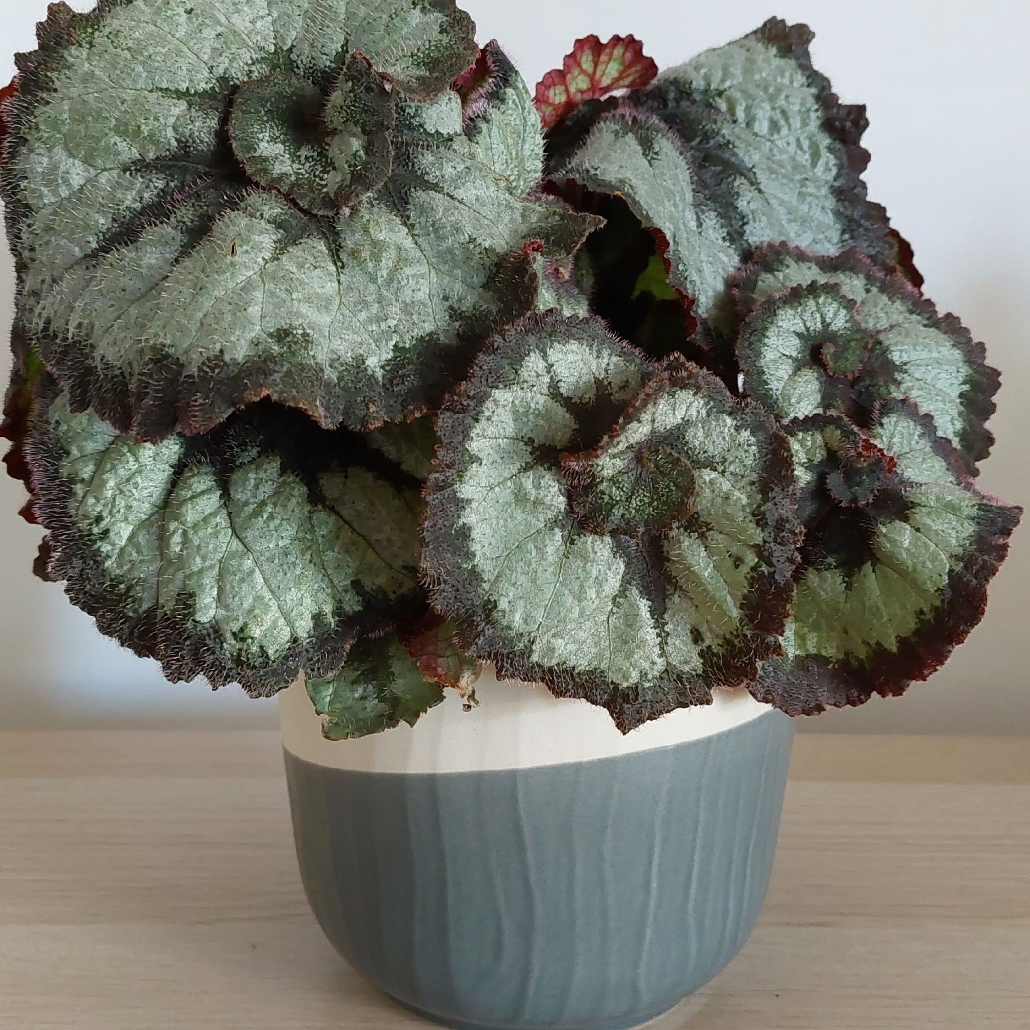 Rex Begonia 'Escargot' plant with spiraled green and dark-edged leaves in a pot.