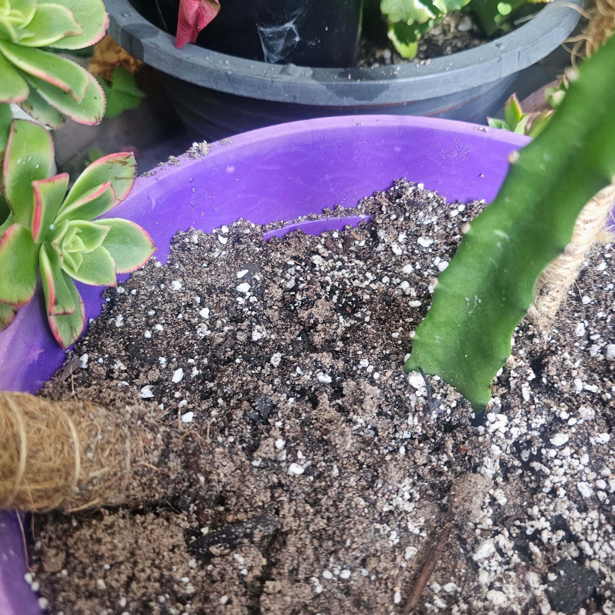 Photo of the plant species Ecuador Yellow Dragon Fruit by @NeatKentiapalm named MARTHA2 on Greg, the plant care app