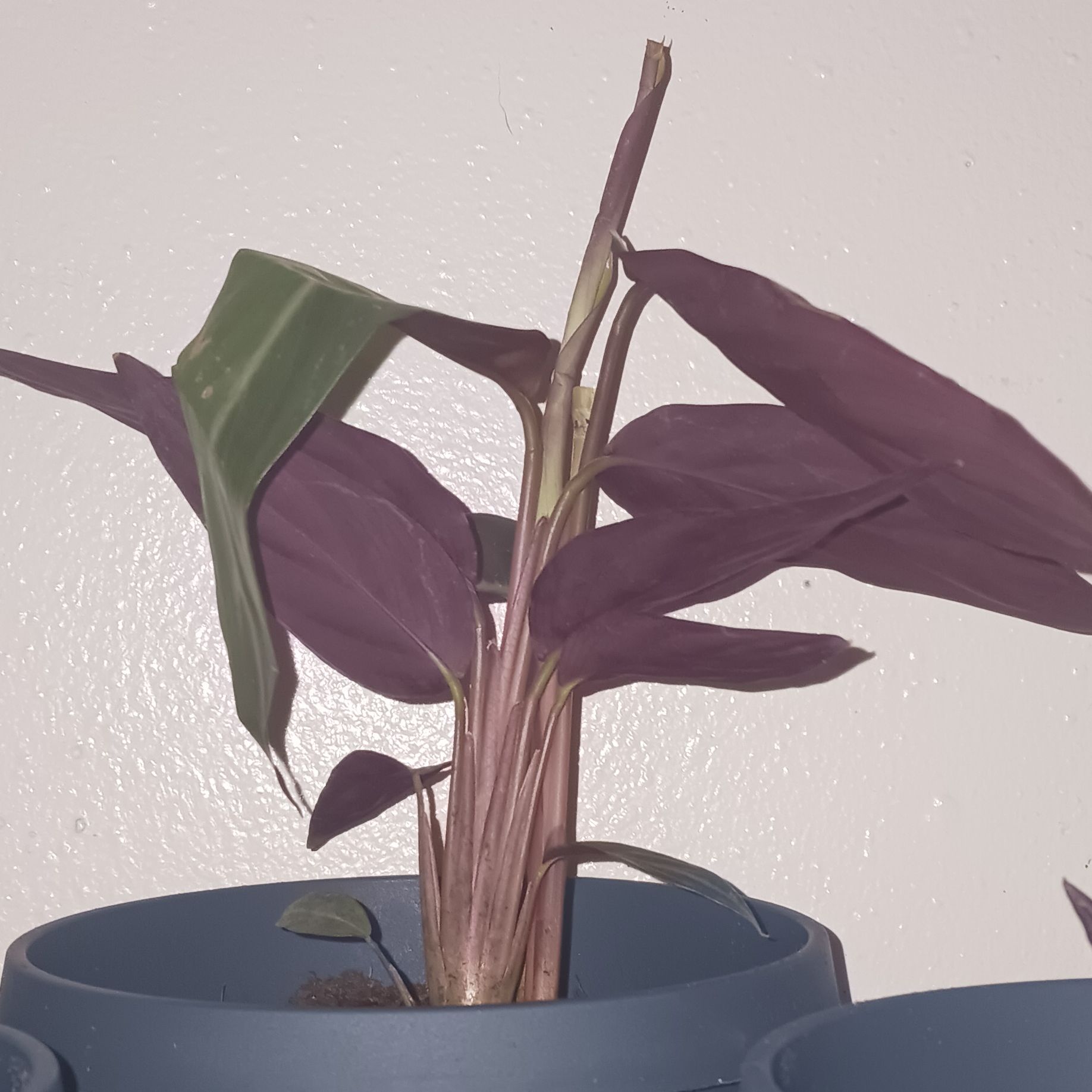 Photo of the plant species prayer plant by @PlenteousCacto named Hemingway on Greg, the plant care app
