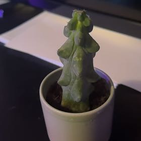 Photo of the plant species Boobie Cactus by @GrandCoyotillo named Winston on Greg, the plant care app