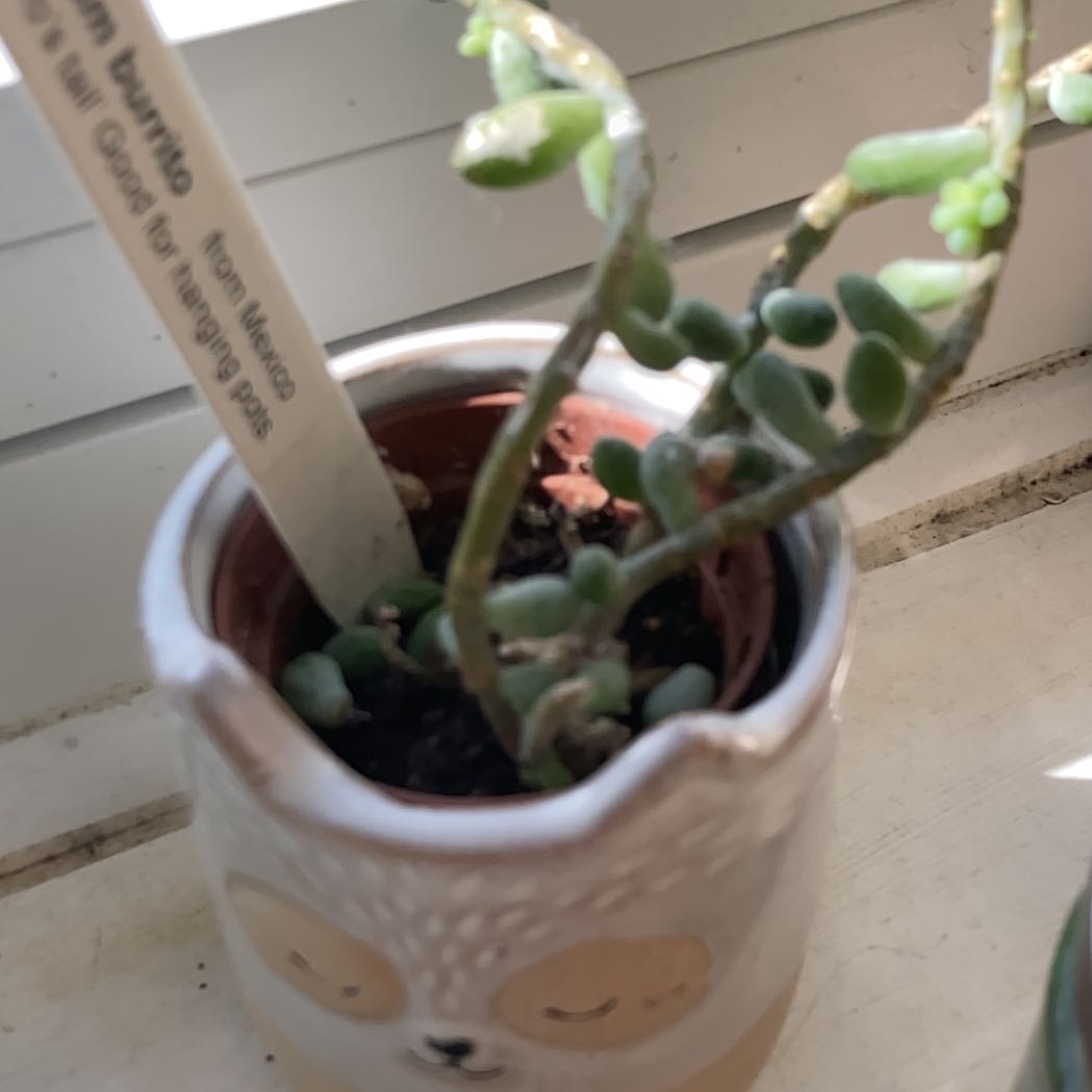 Photo of the plant species Burro's Tail by @mapofjapan named Plato on Greg, the plant care app