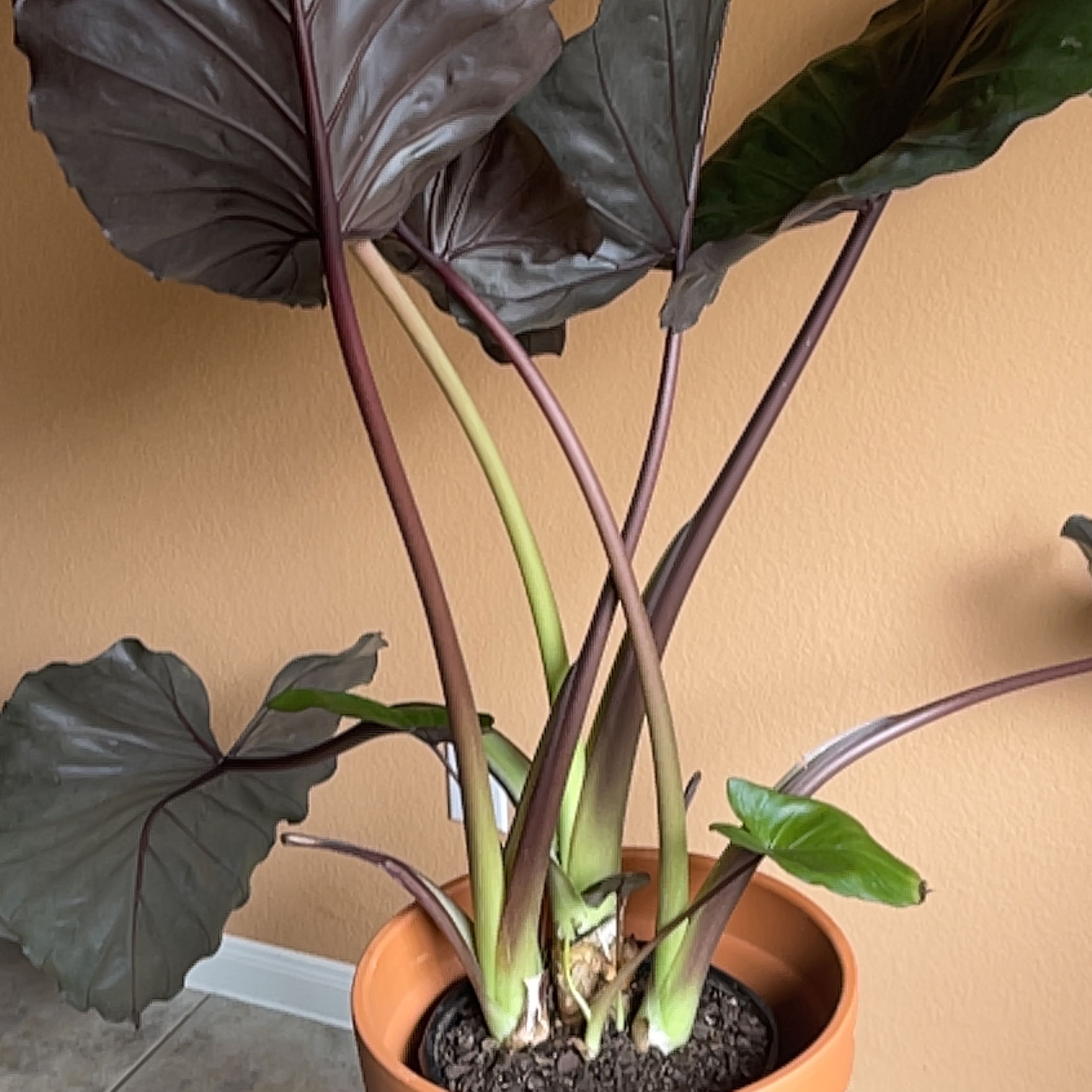 Photo of the plant species Metal Head Alocasia by @AceSugarvine named Kobe on Greg, the plant care app