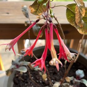 Photo of the plant species Bolivian Fuchsia by @MajorPigfern named Plato on Greg, the plant care app
