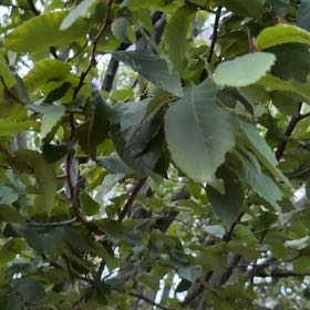 Photo of the plant species European Field Elm by @MajorPigfern named Sherlock on Greg, the plant care app