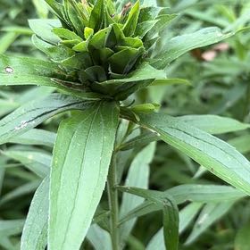 Photo of the plant species Martagon Lily by @MajorPigfern named Walt on Greg, the plant care app