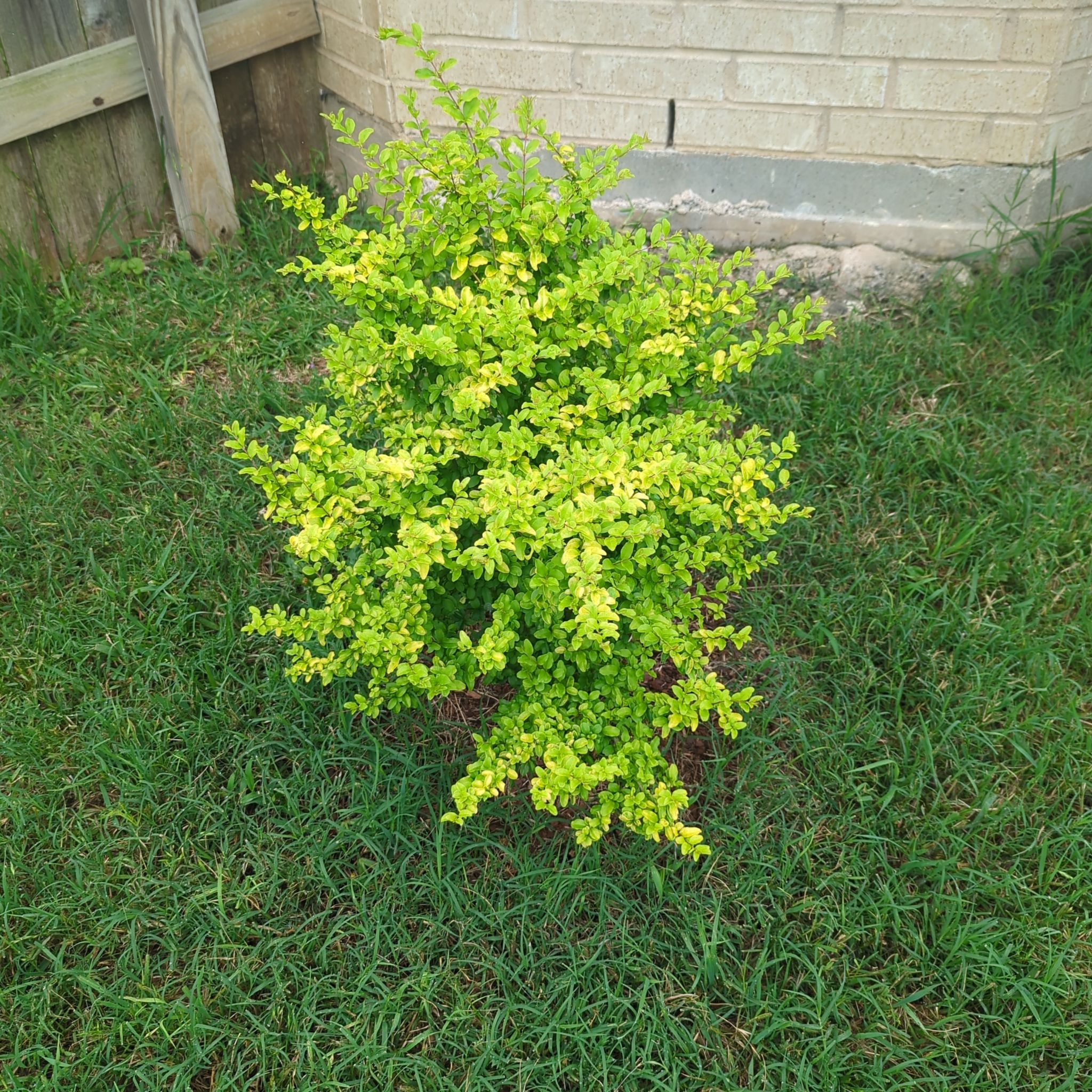 Photo of the plant species Sunshine Ligustrum by @CongenialPeanut named Sunny on Greg, the plant care app