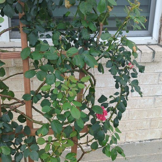 Photo of the plant species Blaze Climbing Rose by @CongenialPeanut named Esperanza on Greg, the plant care app