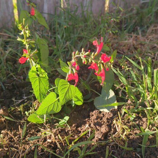 Photo of the plant species Blood Sage by @CongenialPeanut named Scarlet on Greg, the plant care app