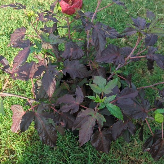 Photo of the plant species Roselle by @CongenialPeanut named Monica on Greg, the plant care app