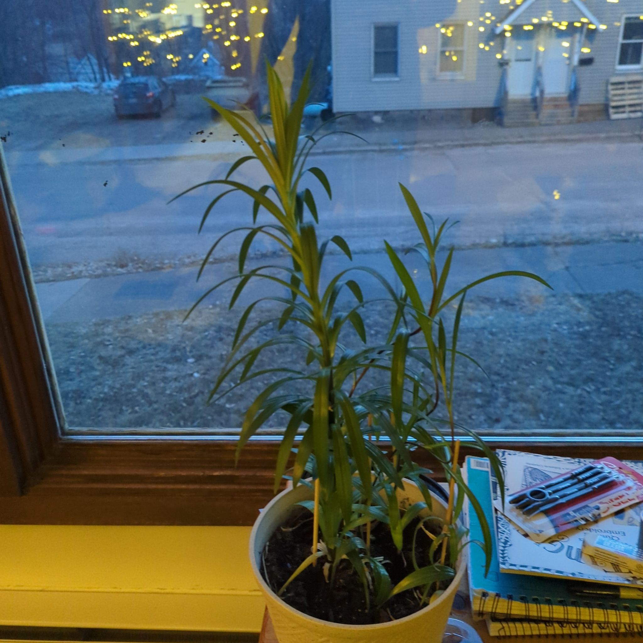 Photo of the plant species Lily by @VitalBibi named Lila on Greg, the plant care app