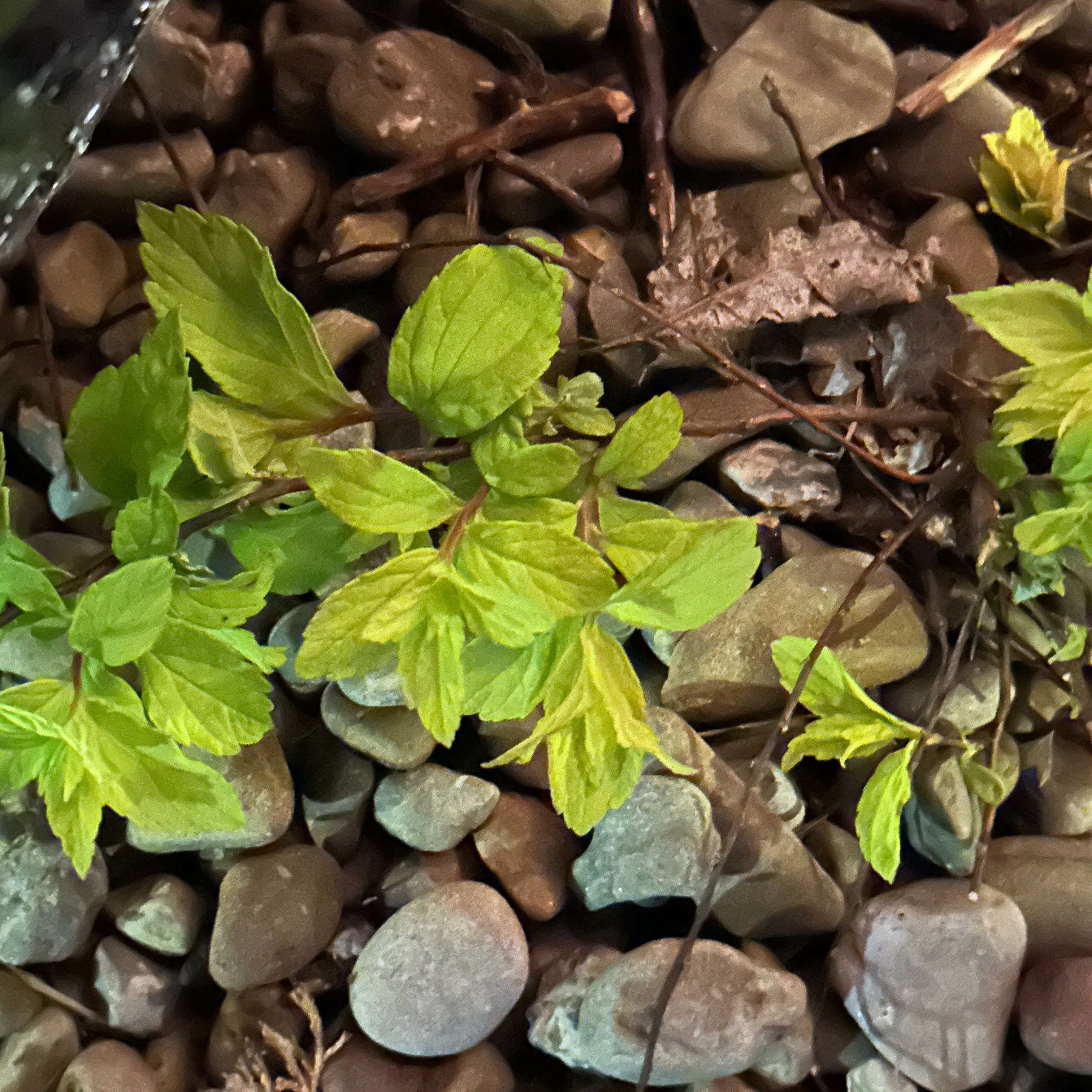Northern Willowherb plant with green leaves growing among rocks.