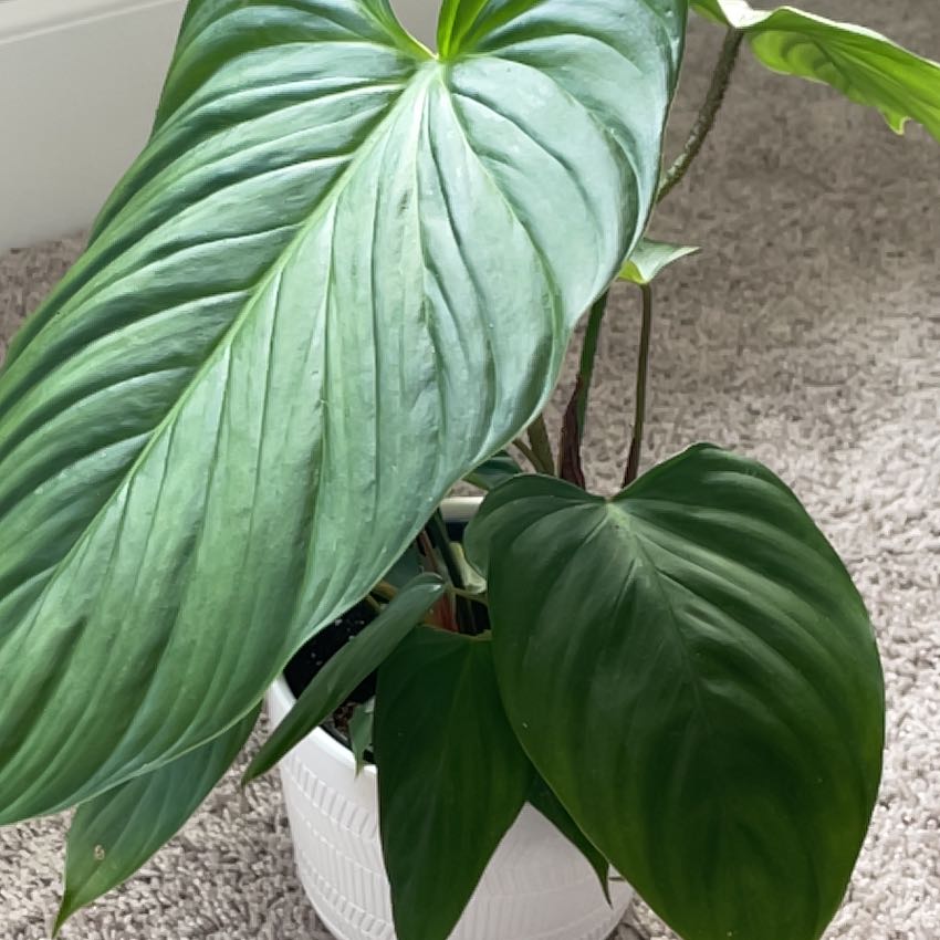 Philodendron nangaritense plant in a white pot with healthy green leaves.