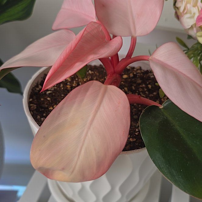 Photo of the plant species Philodendron Pink Congo by @IndigoGumiho named Achilles on Greg, the plant care app