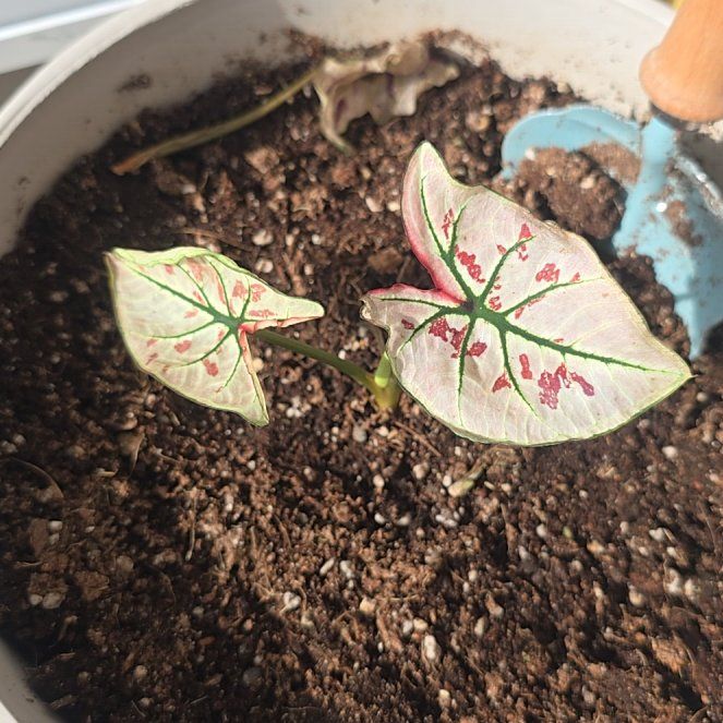 Photo of the plant species Strawberry Star Caladium by @IndigoGumiho named Leaf Erickson on Greg, the plant care app