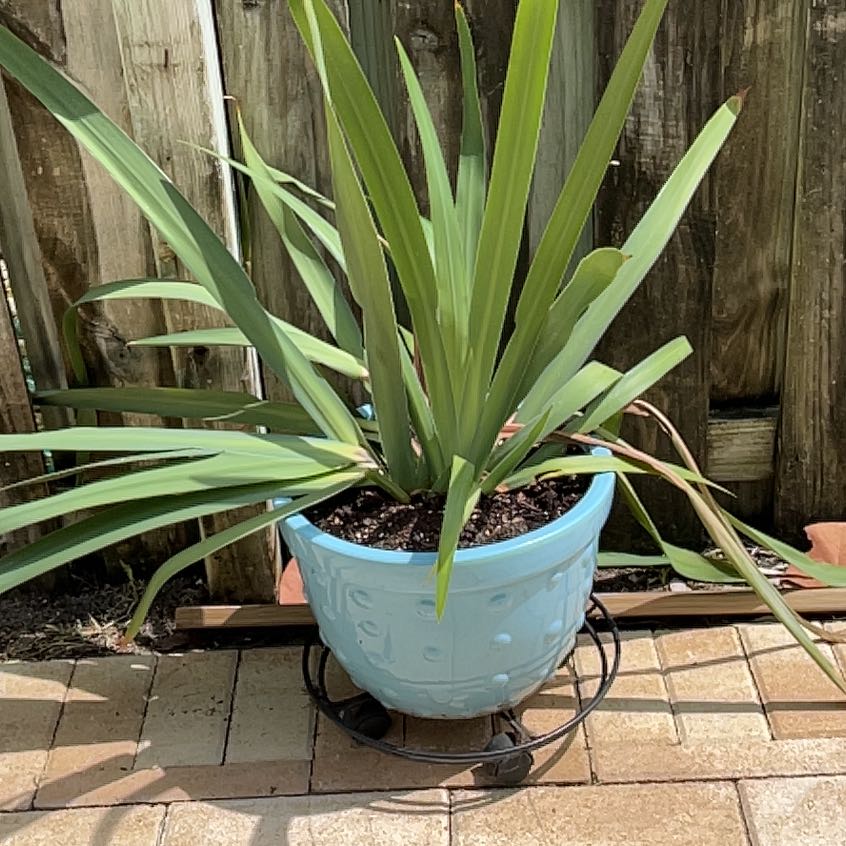 New Zealand Flax Ultimate Guide to Fertilizing