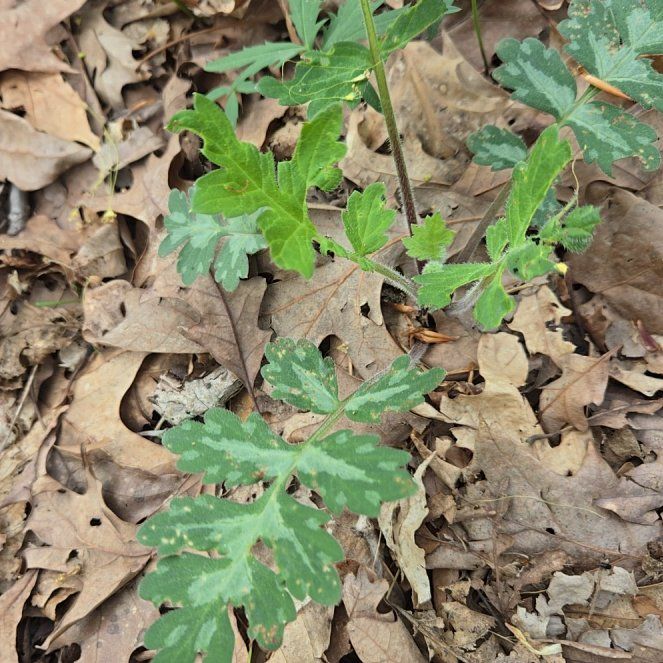 Photo of the plant species Celandine Poppy by @BigGymealily named Bodhi on Greg, the plant care app