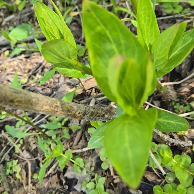 Photo of the plant species Virginia Bluebell by @BigGymealily named Shakira on Greg, the plant care app