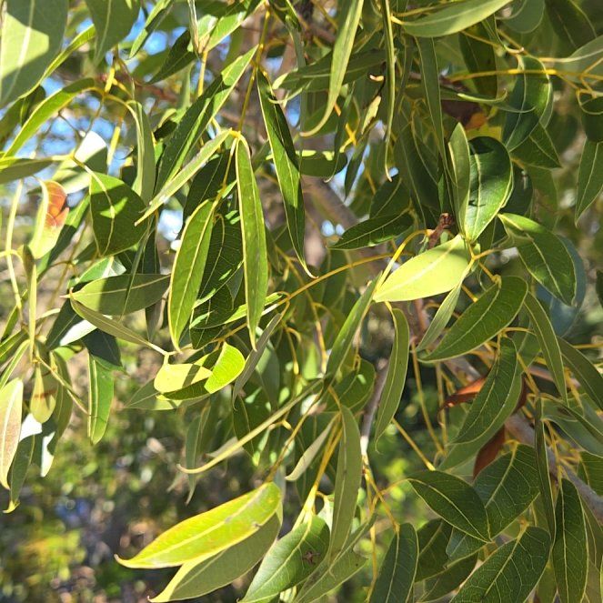 Photo of the plant species Murray Red Gum by @BigGymealily named Spike Leaves on Greg, the plant care app