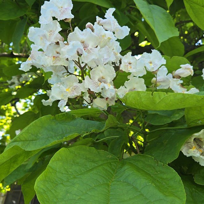 Photo of the plant species Catalpa by @BigGymealily named Queen on Greg, the plant care app