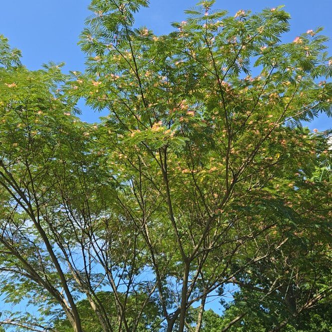 Photo of the plant species Albizia Julibrissin by @BigGymealily named Elle on Greg, the plant care app