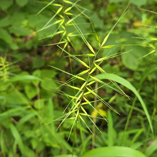 Photo of the plant species Narrowleaf Bittercress by @BigGymealily named Navajo on Greg, the plant care app