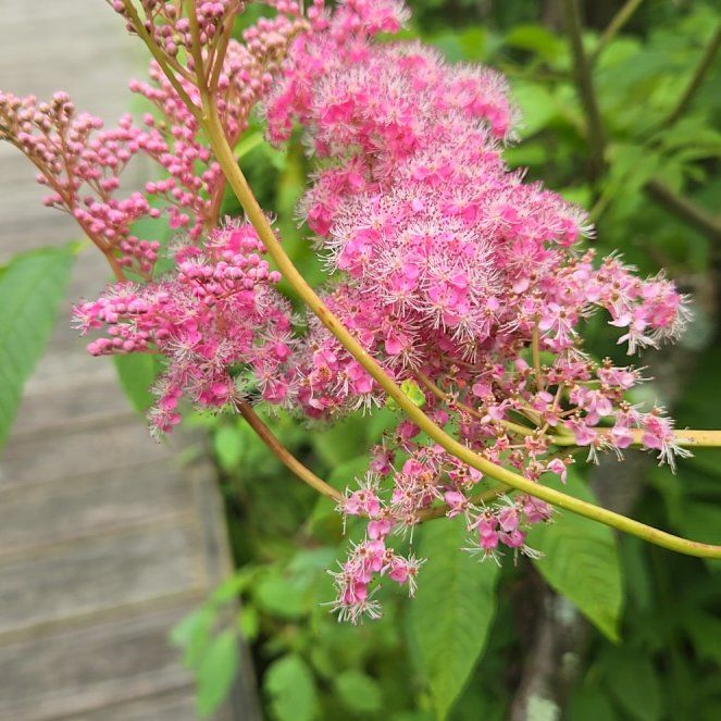 Photo of the plant species Queen of the Prairie by @BigGymealily named Nithin on Greg, the plant care app