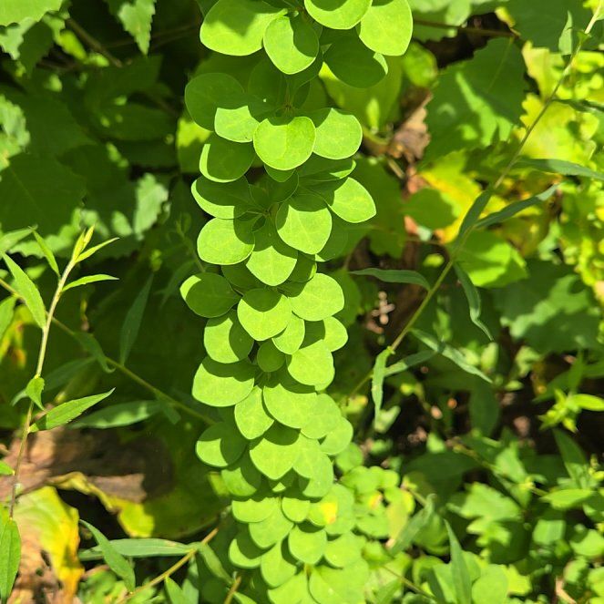 Photo of the plant species Japanese Barberry by @BigGymealily named Tupot amaroot on Greg, the plant care app