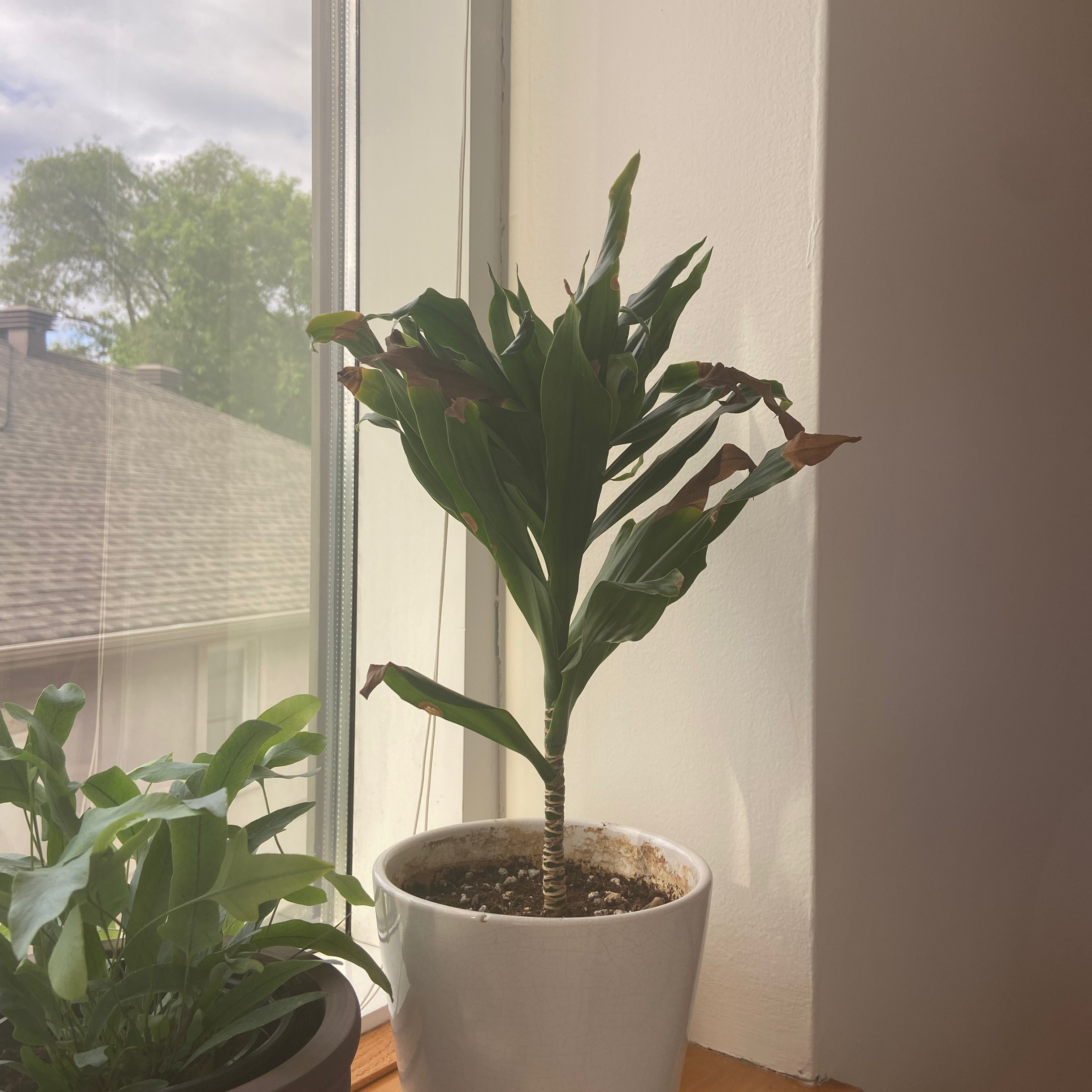 Dracaena 'Janet Craig Compacta' plant photo by @daniellesth named Janet on Greg, the plant care app.